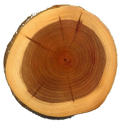 Heartwood - Sapwood